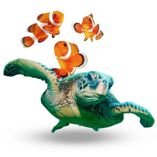 Sea Turtle swimming with three clown fish